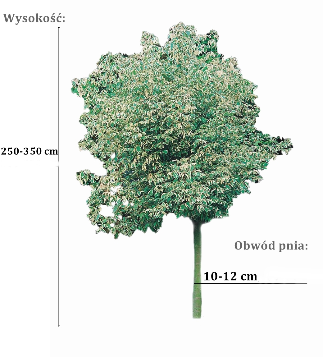 klon variegatum - duze sadzonki drzewa o roznych obwodach pnia